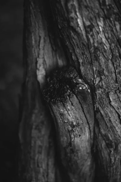 Enormer Baum Mit Heraushängenden Wurzeln Natürlichen Hintergründen Zauberwald Und Bäumen — Stockfoto