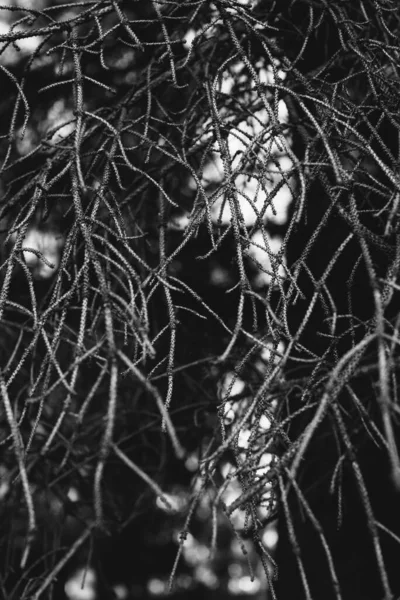 뿌리가 자연환경 마법의 뿌리와 가지들 — 스톡 사진