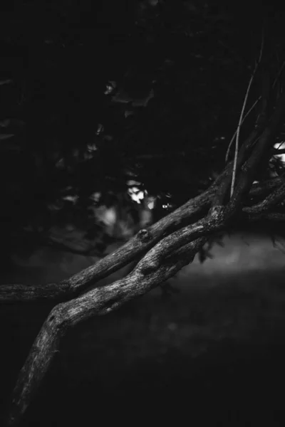 Obrovský Strom Kořeny Visí Ven Přírodní Zázemí Magický Les Stromy — Stock fotografie