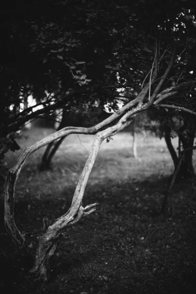 Enormous Tree Roots Hanging Out Natural Backgrounds Magic Forest Trees — Stock Photo, Image