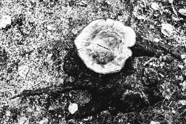 Arbre Énorme Avec Des Racines Suspendues Milieux Naturels Forêt Magique — Photo