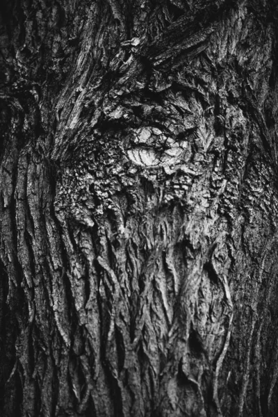 Огромное Дерево Корнями Естественным Фоном Волшебным Лесом Деревьями Корнями Ветвями — стоковое фото
