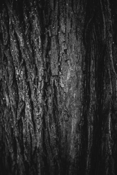 Arbre Énorme Avec Des Racines Suspendues Milieux Naturels Forêt Magique — Photo