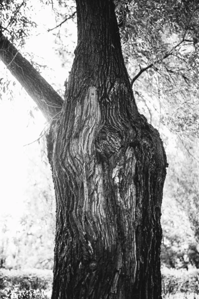 Obrovský Strom Kořeny Visí Ven Přírodní Zázemí Magický Les Stromy — Stock fotografie