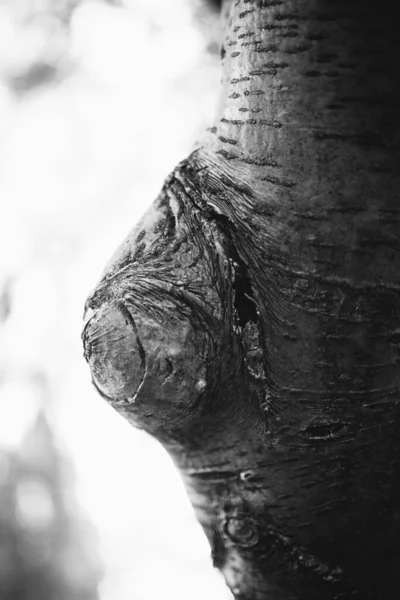 Arbre Énorme Avec Des Racines Suspendues Milieux Naturels Forêt Magique — Photo