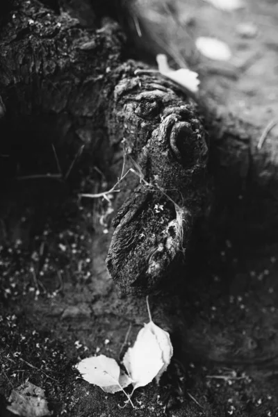 Kökleri sarkan devasa bir ağaç, doğal arka planlar, sihirli orman ve ağaçlar, kökler ve dallar.