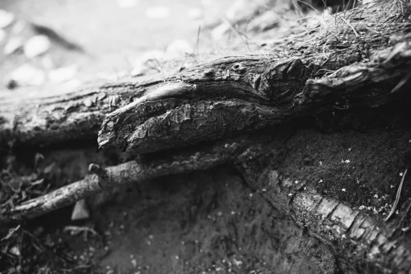 Kökleri sarkan devasa bir ağaç, doğal arka planlar, sihirli orman ve ağaçlar, kökler ve dallar.