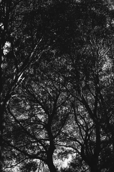 Ambiente Parque Europeu Paisagem Preto Branco Fotos Árvores Selvagens — Fotografia de Stock