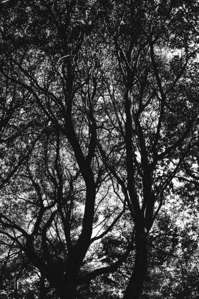 ヨーロッパ公園 野生の木の黒と白の風景写真 — ストック写真