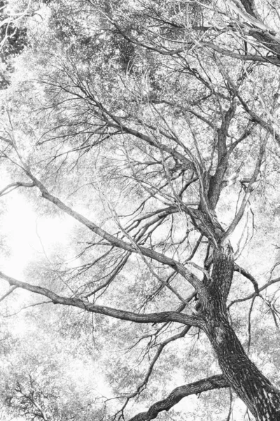 Окружающая Среда Европейский Парк Черно Белый Пейзаж Фото Диких Деревьев — стоковое фото