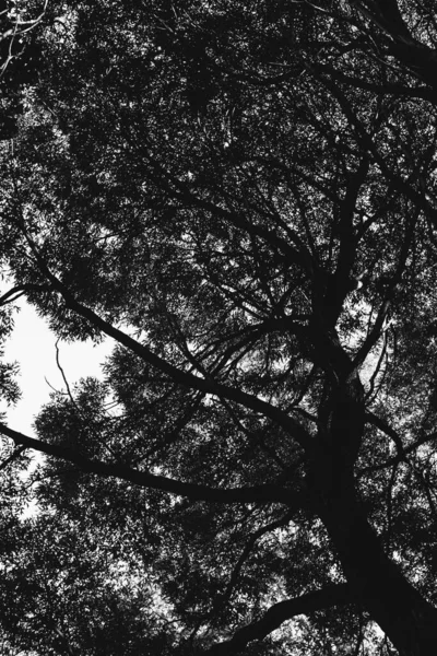 Środowisko Park Europejski Krajobraz Czarno Biały Zdjęcie Dzikich Drzew — Zdjęcie stockowe