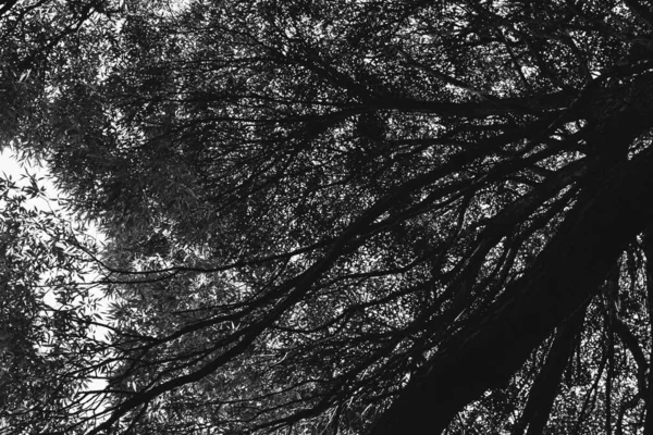 Environnement Parc Européen Paysage Noir Blanc Photo Arbres Sauvages — Photo