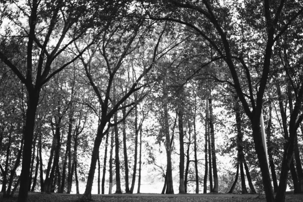 Ambiente Parque Europeu Paisagem Preto Branco Fotos Árvores Selvagens — Fotografia de Stock