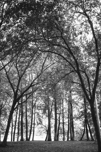 Životní Prostředí Evropský Park Černobílá Krajina Fotografie Divokých Stromů — Stock fotografie