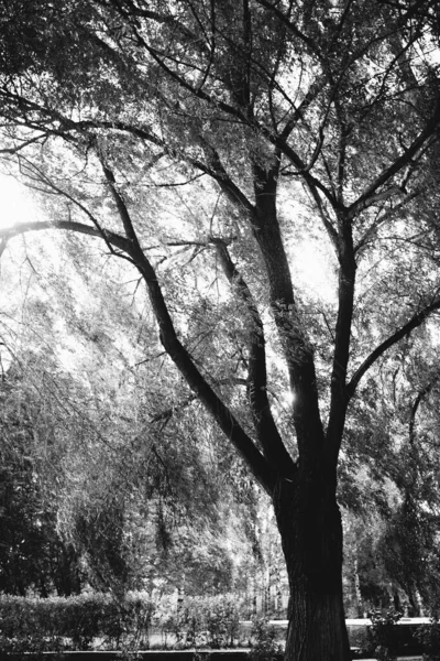 Ambiente Parque Europeu Paisagem Preto Branco Fotos Árvores Selvagens — Fotografia de Stock