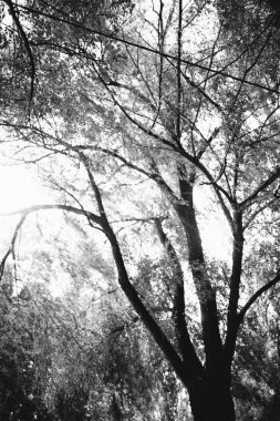 Çevre, Avrupa Parkı, vahşi ağaçların siyah beyaz manzarası