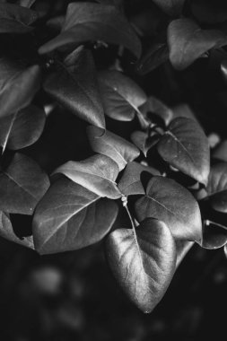 Çiçeklerin ve bitkilerin doğadan soyut dokuları. Çiçek arka planı.