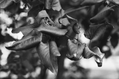 Çiçeklerin ve bitkilerin doğadan soyut dokuları. Çiçek arka planı.