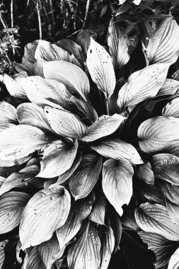 Çiçeklerin ve bitkilerin doğadan soyut dokuları. Çiçek arka planı.