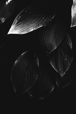 Çiçeklerin ve bitkilerin doğadan soyut dokuları. Çiçek arka planı.