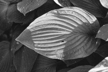 Çiçeklerin ve bitkilerin doğadan soyut dokuları. Çiçek arka planı.