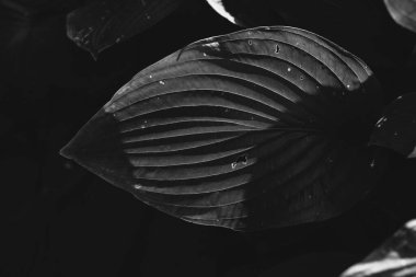 Çiçeklerin ve bitkilerin doğadan soyut dokuları. Çiçek arka planı.