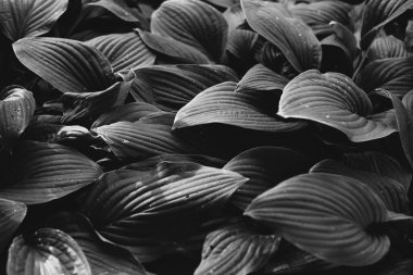 Çiçeklerin ve bitkilerin doğadan soyut dokuları. Çiçek arka planı.