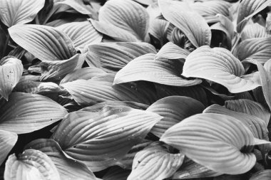 Çiçeklerin ve bitkilerin doğadan soyut dokuları. Çiçek arka planı.