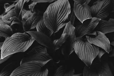 Çiçeklerin ve bitkilerin doğadan soyut dokuları. Çiçek arka planı.