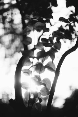 Çiçeklerin ve bitkilerin doğadan soyut dokuları. Çiçek arka planı.