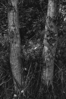 Çiçeklerin ve bitkilerin doğadan soyut dokuları. Çiçek arka planı.