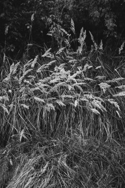 Çiçeklerin ve bitkilerin doğadan soyut dokuları. Çiçek arka planı.