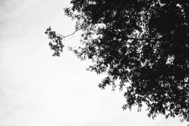 Çiçeklerin ve bitkilerin doğadan soyut dokuları. Çiçek arka planı.