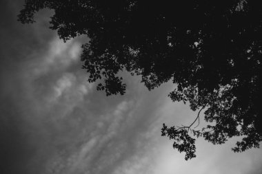 Çiçeklerin ve bitkilerin doğadan soyut dokuları. Çiçek arka planı.