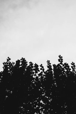 Çiçeklerin ve bitkilerin doğadan soyut dokuları. Çiçek arka planı.