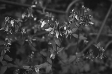 Çiçeklerin ve bitkilerin doğadan soyut dokuları. Çiçek arka planı.