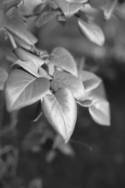 Texturas Abstratas Flores Plantas Natureza Fundo Floral — Fotografia de Stock