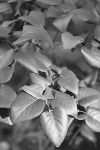 自然の花や植物の抽象的なテクスチャ 花の背景 — ストック写真