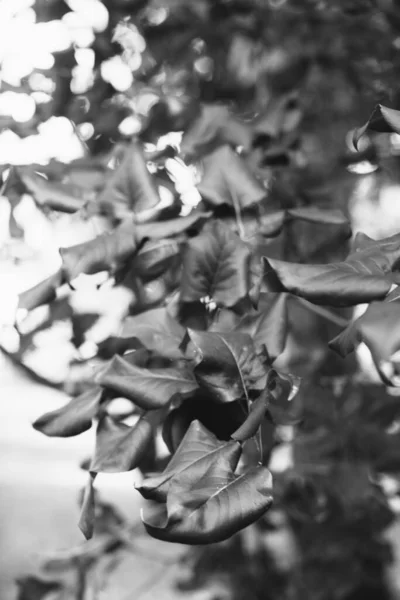 自然の花や植物の抽象的なテクスチャ 花の背景 — ストック写真