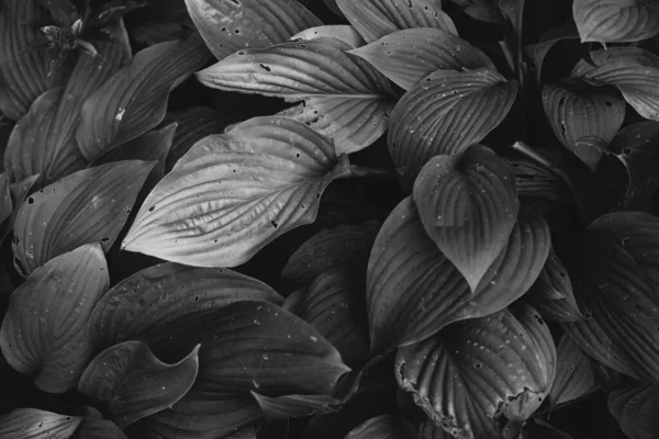 Çiçeklerin ve bitkilerin doğadan soyut dokuları. Çiçek arka planı.