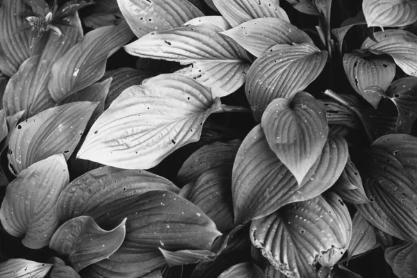 Çiçeklerin ve bitkilerin doğadan soyut dokuları. Çiçek arka planı.