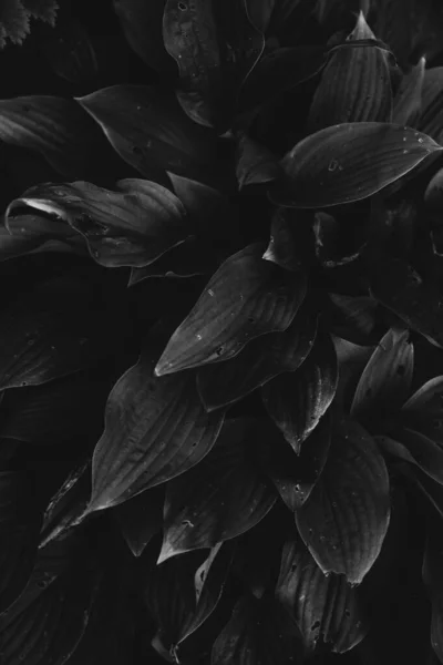 Абстрактні Текстури Квітів Рослин Природи Квітковий Фон — стокове фото