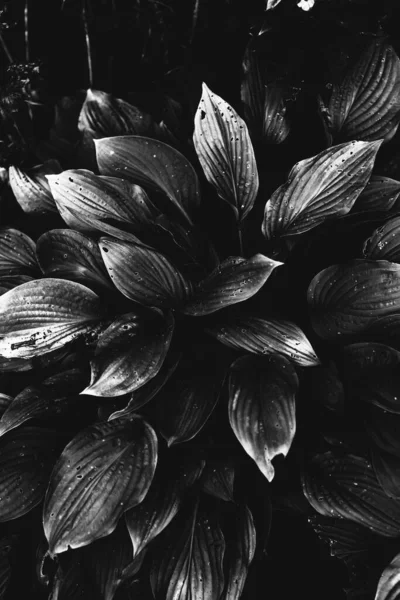 Çiçeklerin ve bitkilerin doğadan soyut dokuları. Çiçek arka planı.