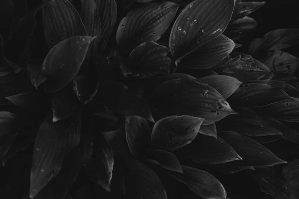 自然の花や植物の抽象的なテクスチャ 花の背景 — ストック写真