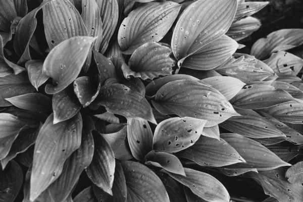 Kivonatos Textúrák Virágok Növények Természetből Virágos Háttér — Stock Fotó