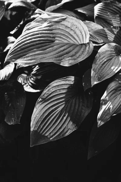 Çiçeklerin ve bitkilerin doğadan soyut dokuları. Çiçek arka planı.