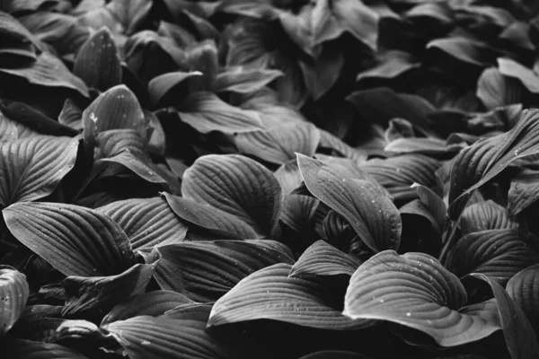 Абстрактні Текстури Квітів Рослин Природи Квітковий Фон — стокове фото