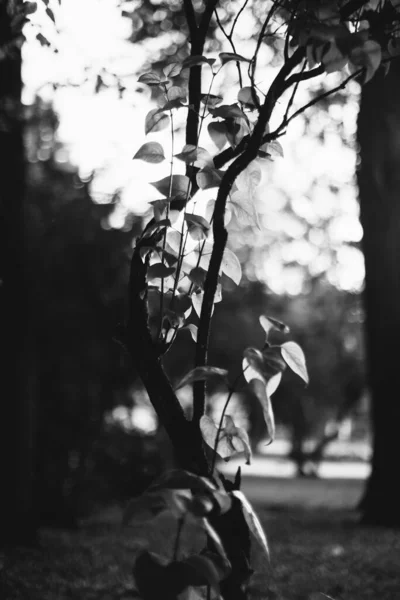 Texturas Abstratas Flores Plantas Natureza Fundo Floral — Fotografia de Stock