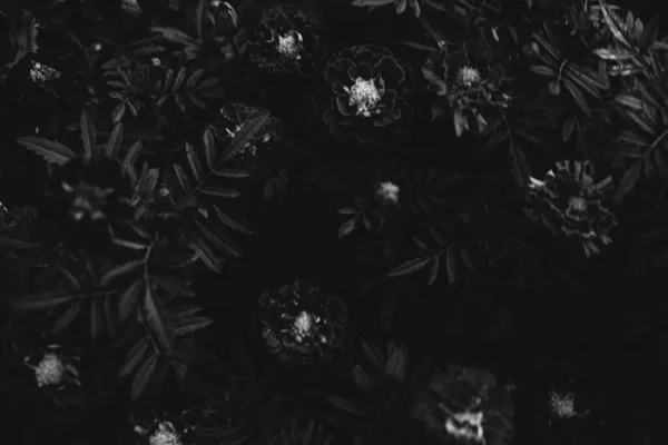 Abstraktní Textury Květin Rostlin Přírody Květinové Pozadí — Stock fotografie