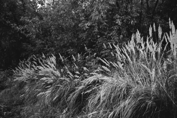 Çiçeklerin ve bitkilerin doğadan soyut dokuları. Çiçek arka planı.